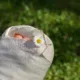 Pied plâtré dans un bandage blanc, orné d'une marguerite, sur fond de verdure